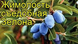 Жимолость съедобная Зелона. Краткий обзор, описание характеристик lonicera edulis Zelona