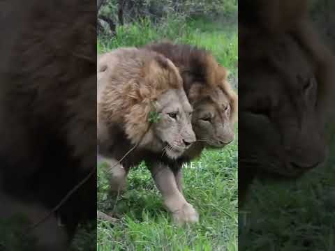 3  Male LIONS meeting season | male lions mating | incredible animals mating #Gaylions