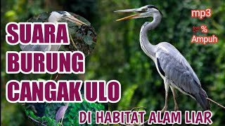 🔴Suara Burung cangak ulo//cangak merah.ardea cinerea #suarapikat