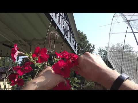 Deadheading a peony