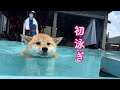 初めてのプールで水が苦手なはずの柴犬が泳ぎが上手すぎて凄かった！