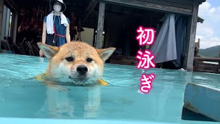 初めてのプールで水が苦手なはずの柴犬が泳ぎが上手すぎて凄かった