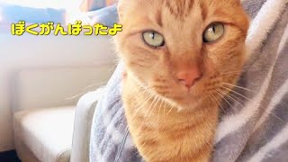 抱っこエプロンに入る子供のような猫。しかし、その姿が…どこかおかしい。