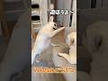 #めざましmediaみんなのどうぶつ #わんこ #犬 #shorts