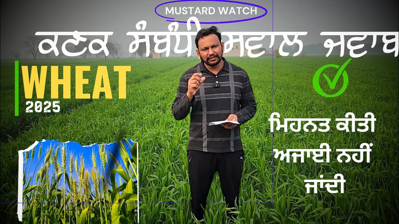 ਕਣਕ ਦੇ ਚੰਗੇ ਝਾੜ ਲਈ ਵਿਉਂਤਬੰਦੀ ਦੇ ਸਵਾਲ ਜਵਾਬ wheat crop 2025 Q & A