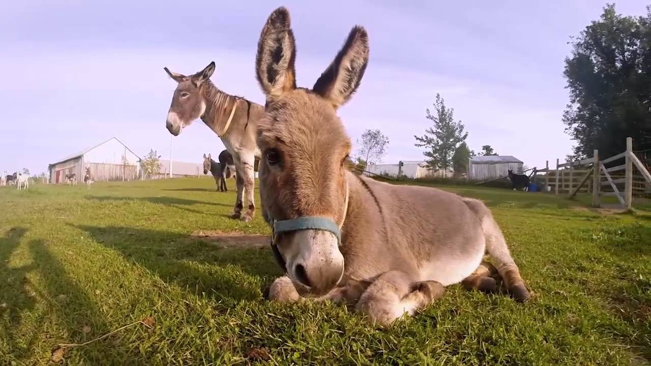 PRIMROSE DONKEY SANCTUARY VIDEO BY ROB QUARTLY