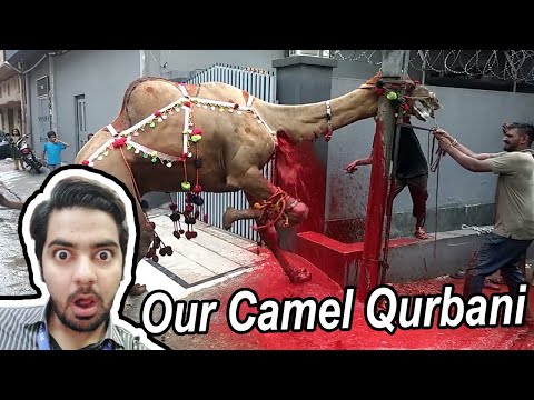 Eid Ul Azha Camel Qurbani Video - Toast Nuances