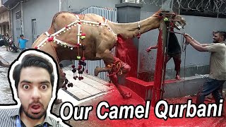 Beautiful Camel Qurbani 2018 || Eid-ul-Azha Beautiful Camel Qurbani in lahore