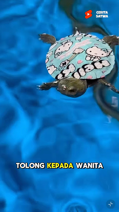 Cerita Penyelamatan Kura Kura Yang Meminta Tolong Kepada Si Wanit