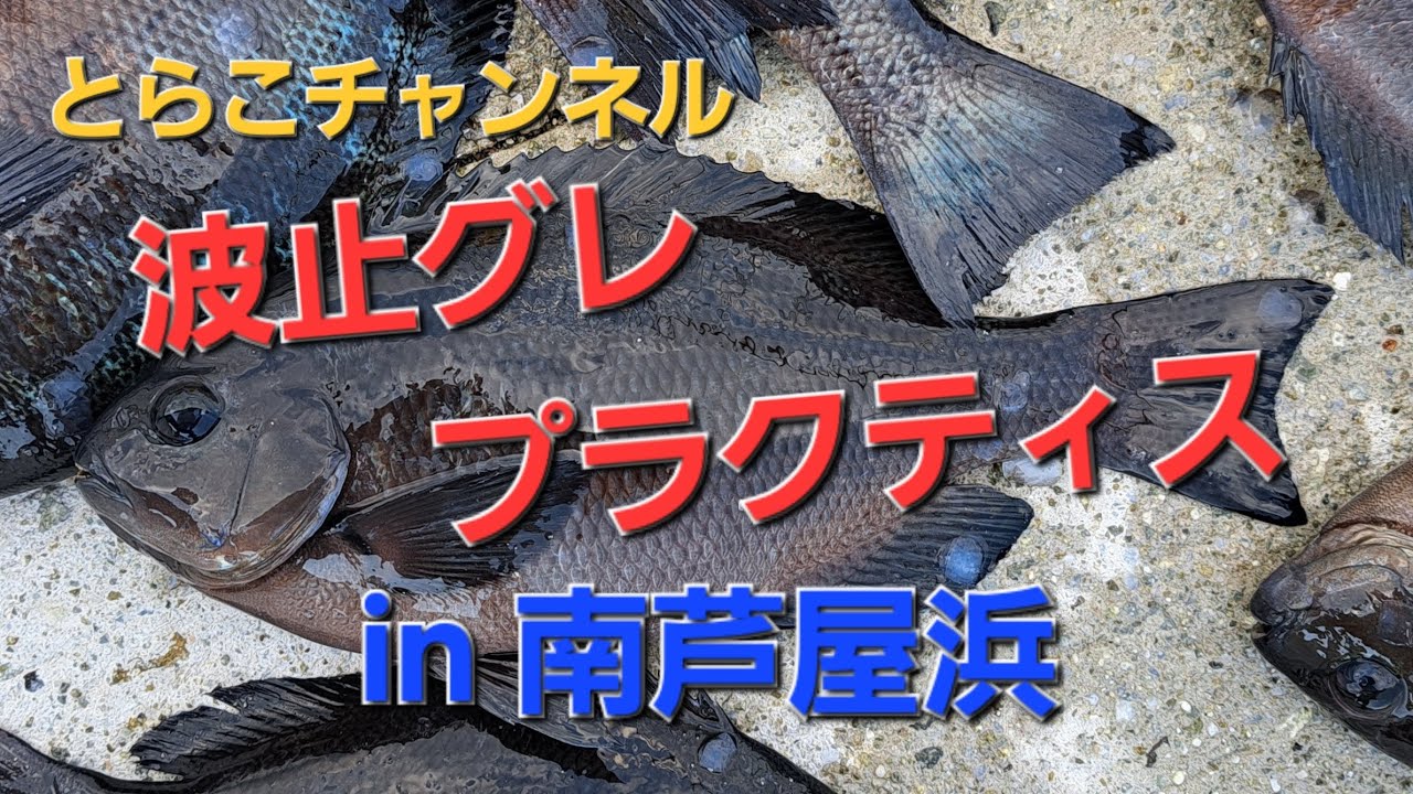 波止グレ☆プラクティスin 南芦屋浜