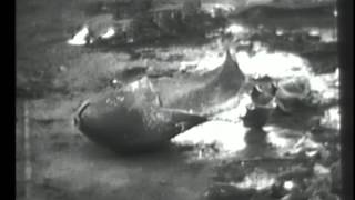 Scenes Aboard the USS Franklin, This film shows damage aboard the USS Franklin (CV-13) and a Tin...