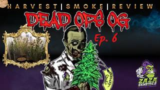 Dead Ops OG Ep 6 Zaza Genetics | Harvest | Smoke Review #growyourown @zazagenetics