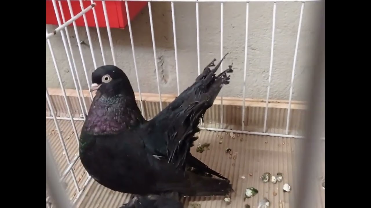 GRUDZIĄDZ GIEŁDA I WYSTAWA GOŁĘBI RASOWYCH 🕊️ DUŻO CIEKAWYCH PTAKÓW CHOĆ MIEJSCA MAŁO 18.01.2026🤚🕊️