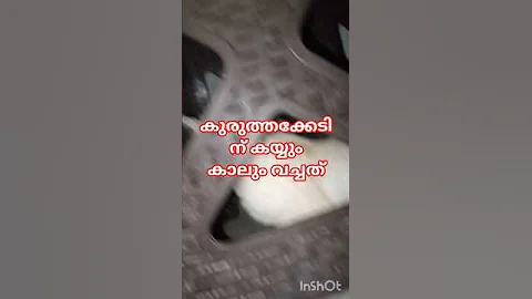 Video 9972761: cute cat lover