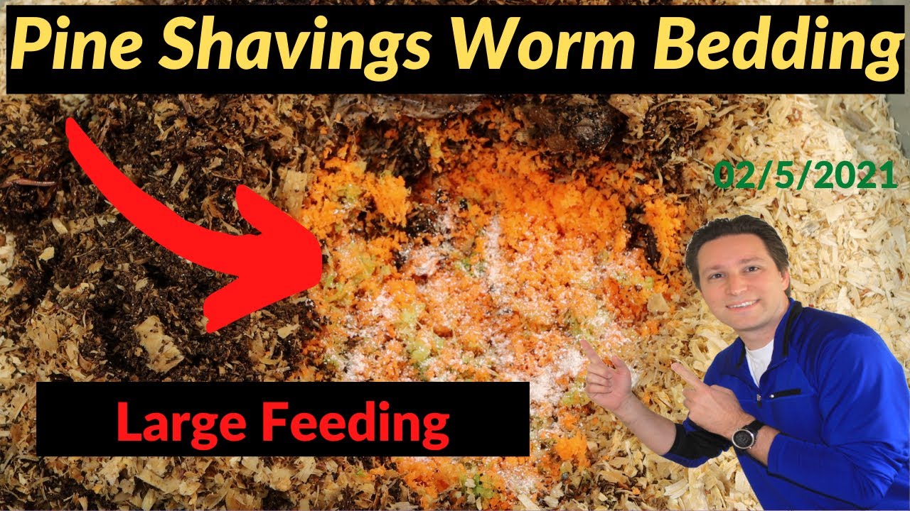 Using Pine Shaving as Bedding with Worms Update 2/05/2021 YouTube