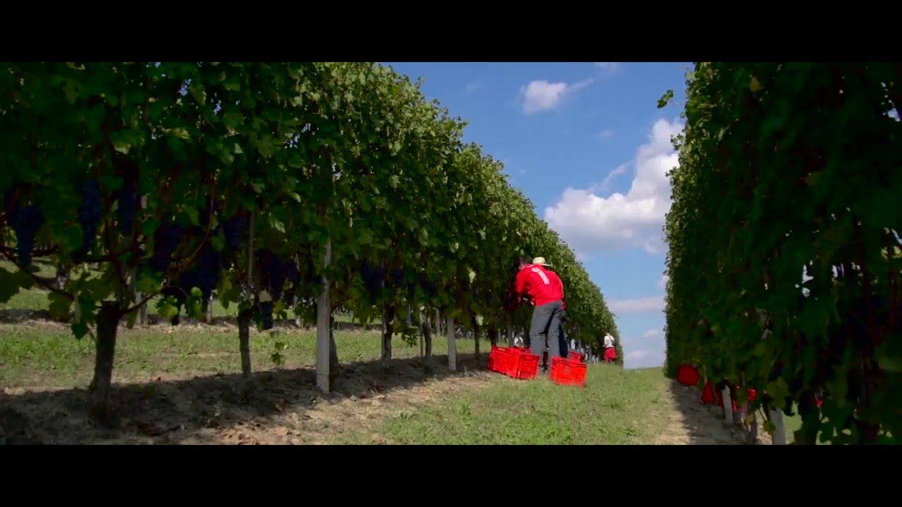 HD   Produttori del Barbaresco  ITA