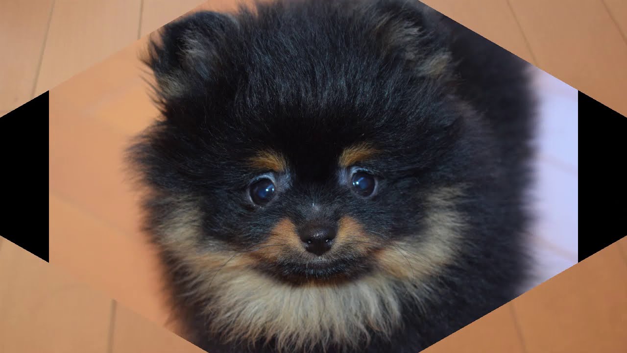ポメラニアン 子犬 2020年8月28日生まれ ブラックタン 男の子 YouTube