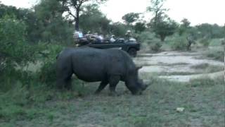 Rhino marking its territory