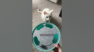 Best Interactive Toy for Bored Cats | The Pack