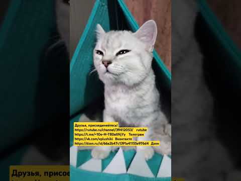 #cat #приколысживотными #юмор