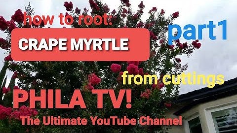 CRAPE MYRTLE TREE ROOTING FROM CUTTING HOW TO FAST PROPAGATION, GROW CREPE MYRTLE TREES #philatv
