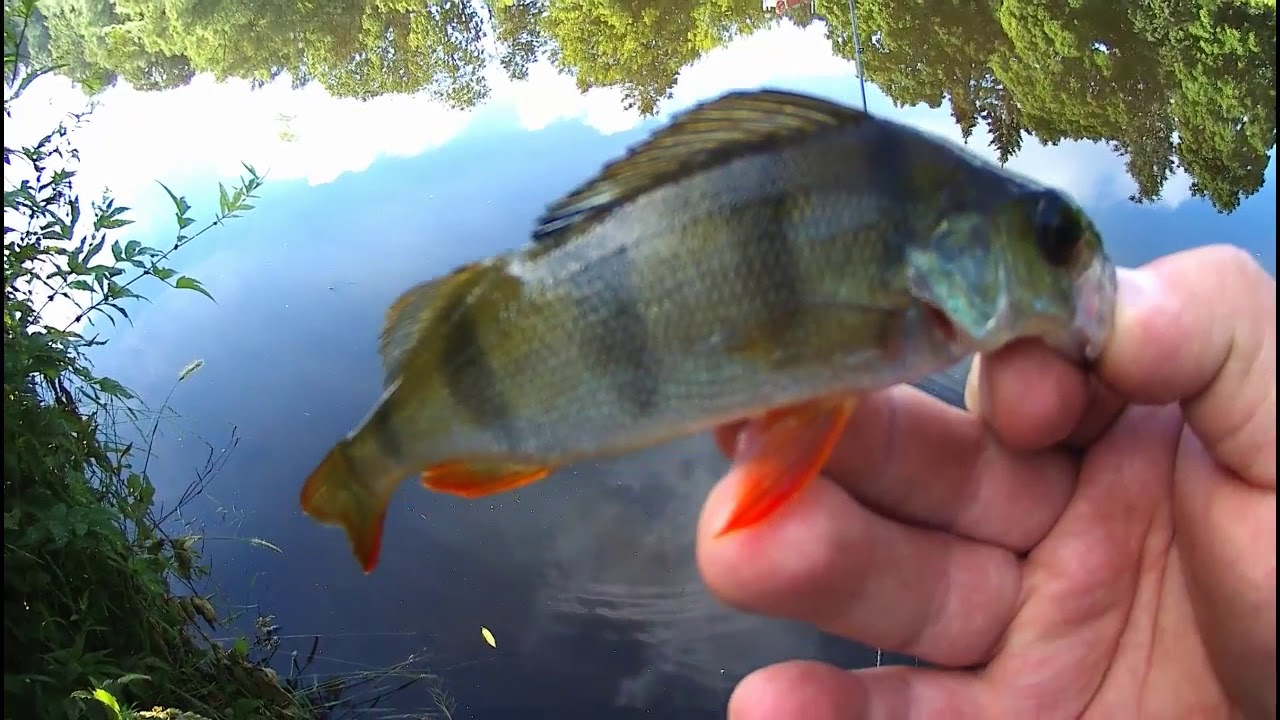 Мормышинг не помог.   ;(((