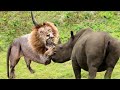 10 Animals That Can Easily Kill a Lion