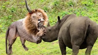 10 Animals That Can Easily Kill a Lion