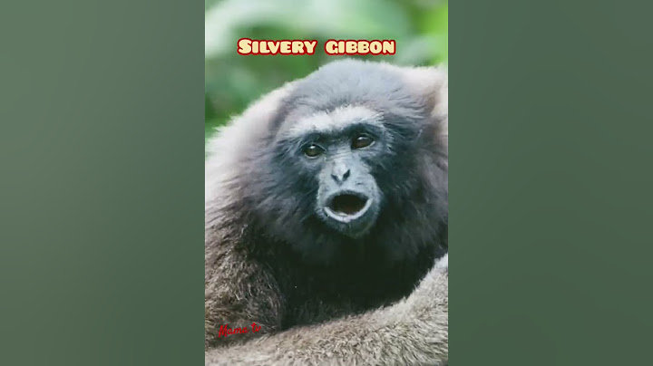 Silvery gibbon#gibbons#animalsounds#mammals@mamatv.