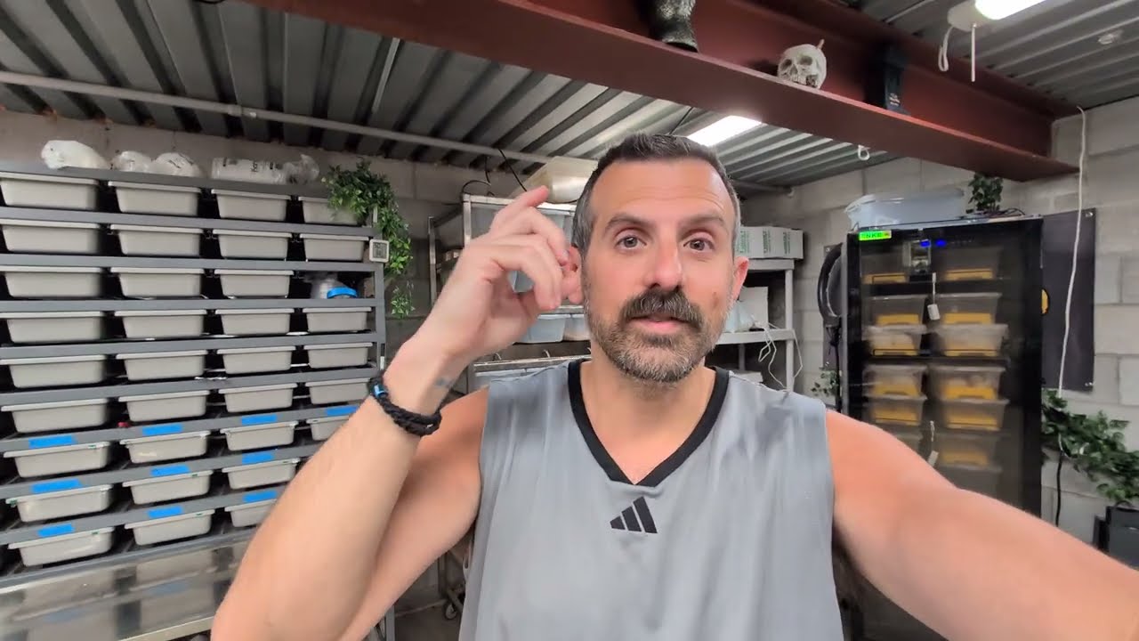 WATCH THIS Before Starting To Breed BALL PYTHONS! TSRR 211