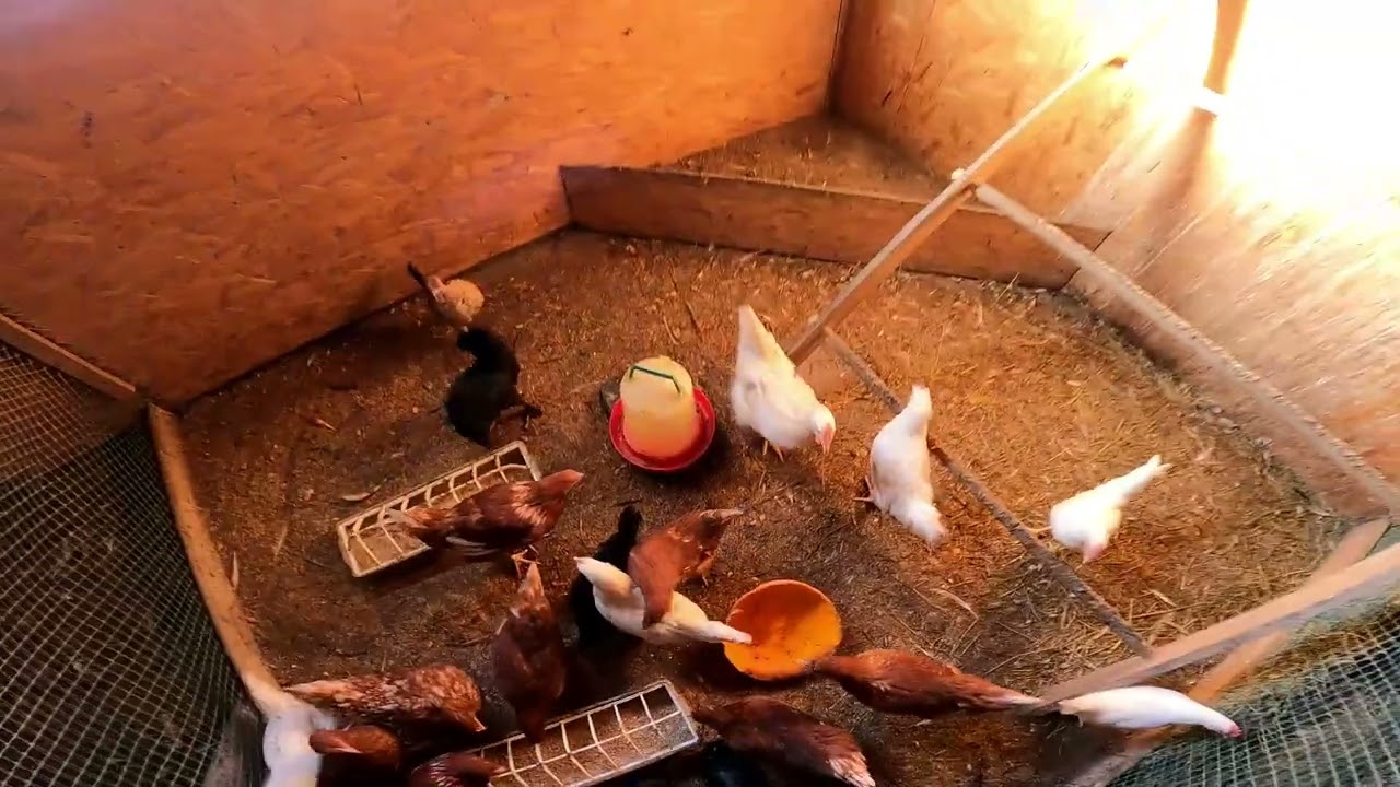 Прекрасный осенний день  Хозяйство и доп. нагрузка/Beautiful autumn day. Housekeeping and additional