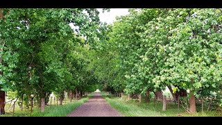 Weddings & Events - Olinda Yarra Victoria Weddings & Events - Olinda Yarra Victoria