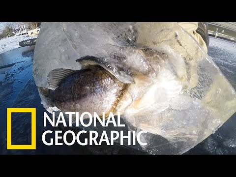 釣客在冰塊中發現半截魚，卻沒料到下方的「驚喜」《國家地理》雜誌