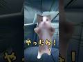 運転中におばあちゃんをひいちゃったよ!(音源お借りしました)#shorts #short #猫ミーム #運転中 #おばあちゃん
