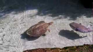 Collision in Atlantis - Puffer Fish takes on a Sea Turtle