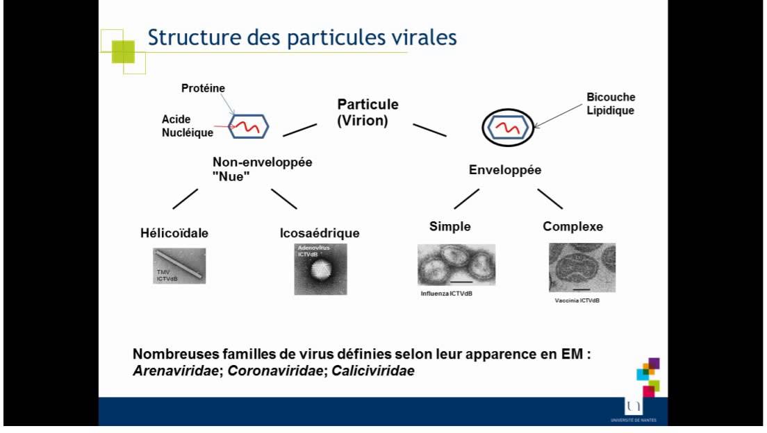 IHP 2014 Concepts de base en virologie
