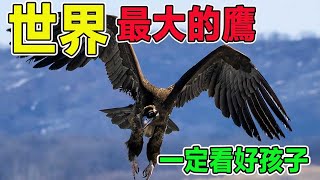 Among the 10 largest surviving eagle species in the world
