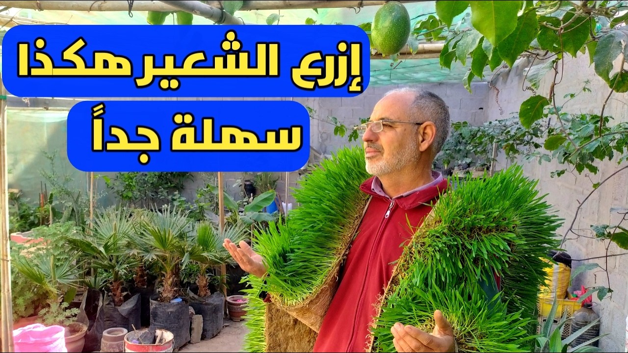 بذور موجودة في كل بيت سهلة الزراعة لا تحتاج أي عناية ستبهرك فوائدها الصحية الشعير المستنبت