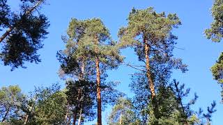 видео: Невозможно не работать! Налог для бездельников. Кто заплатить за безработного?! картинка: Невозможно не работать! Налог для бездельников. Кто заплатить за безработного?!