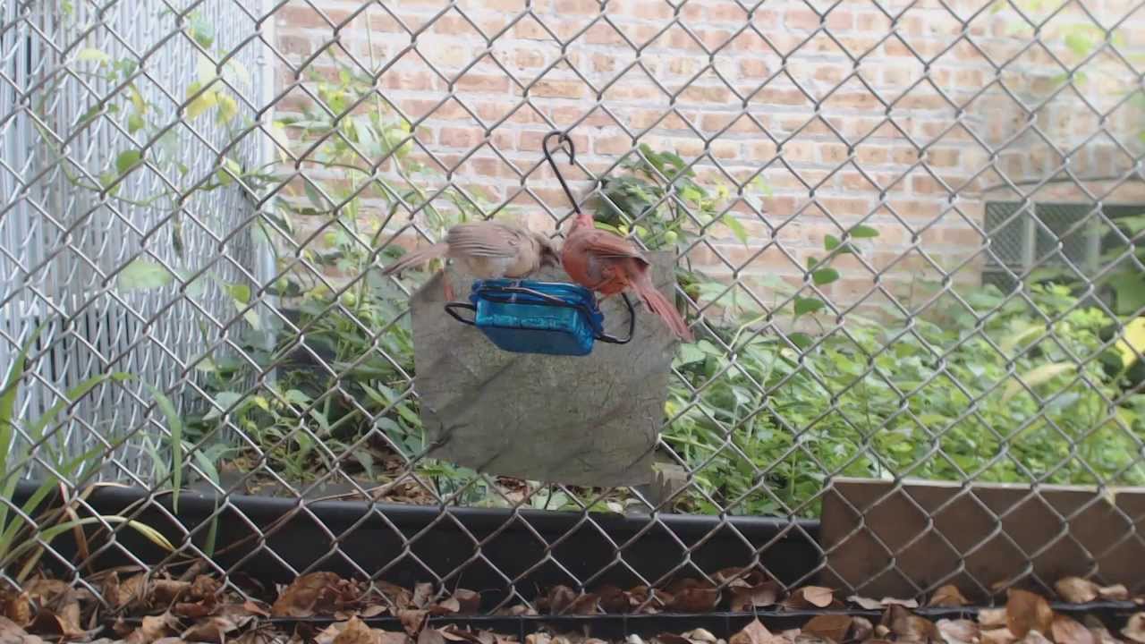 Fledgling Female Cardinal growing up fast!