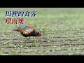 【人鳥衝突】田裡的食客 環頸雉｜我們的島(第1055集 2020-05-18)