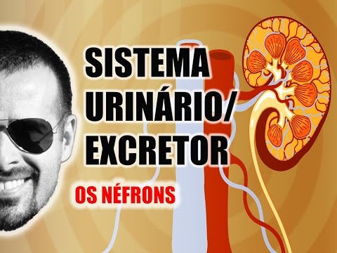 Vídeo: O néfron faz parte do rim?