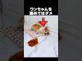 ワンちゃんを舐めてはいけない