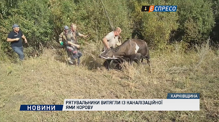Рятувальники витягли із каналізаційної ями корову