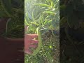 buenas habas #habas #agricultura #campo #agriculture #huerto