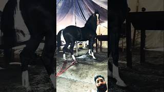 Black Arabian Horse Zuljinah Horse