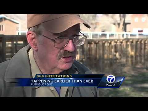 What Insects Does New Mexico Have