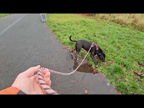 Settled walk - part 2. 