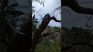 MA DOVE DOVRÀ PRODURLE LE OLIVE QUESTA PIANTA?