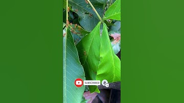 Weaver ants built their new nest #insects #weaverants #short